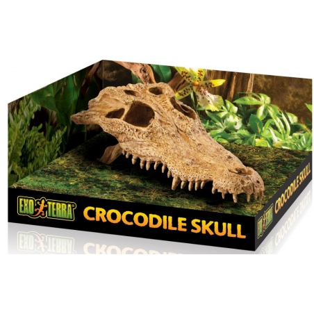 Exo Terra T-Rex skull (czaszka dinozaura)