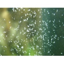 Femanga Wurzel Aktiv 250ml - na ślimaki, wypławki i hydrę