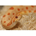 Repti-Zoo Aspen Snake Bedding - podłoże włókna topoli 500g