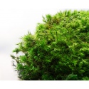 Silent Moss - Mech żywy porcja 9 x 6 cm 10g