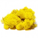 Secret Live Moss Sunflower Yellow - Mech Żywy porcja 5g