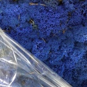 Secret Live Moss Sapphire Blue - Mech Żywy porcja 5g