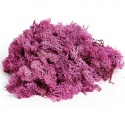 Secret Live Moss Lavender Violet - Mech Żywy porcja 5g