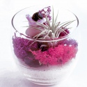 Secret Live Moss Lavender Violet - Mech Żywy porcja 5g