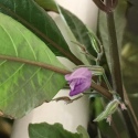 Roślina InVitro - Hygrophila Thailand