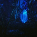 Aquael Moonlight LED -  Oświetlenie nocne