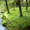 Natural Forest Moss - prawdziwy mech naturalna zieleń