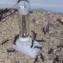 Ant Expert Drinking Ant - poidło do formikarium