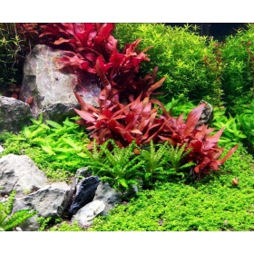 Roślina InVitro - Alternanthera Reineckii Mini