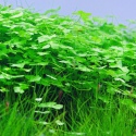 Roślina InVitro - Hydrocotyle Japan