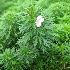 Roślina InVitro - Limnophila Sessiliflora