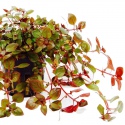 Roślina InVitro - Ludwigia Super Mini Red