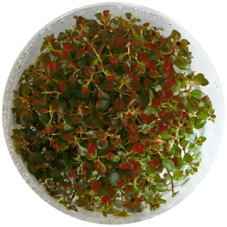 Roślina InVitro - Ludwigia Super Mini Red