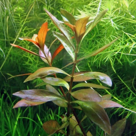 Eco Plant - Ludwigia Repens - invitro mały kubek