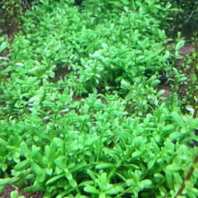 Eco Plant - Hedyotis Salzmanii - InVitro duży kubek