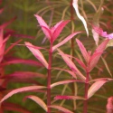 Roślina InVitro - Limnophila Aromatica