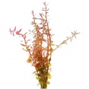 Roślina InVitro - Rotala Rotundifolia