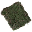 Terrario Shadow Fores Moss - mech naturalny 40x25cm