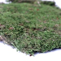 Terrario Shadow Fores Moss - mech naturalny 40x25cm