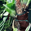 Wacool Rainforest Plant Cotton XL - hydrolon