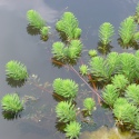 Roslina Invitro mini kubek - Myriophyllum Aquaticum