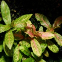 Eco Plant - Hygrophila Polysperma Sunset - InVitro duży kubek