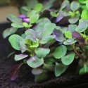 Eco Plant - Lobelia Mini - InVitro duży kubek