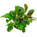 Eco Plant - Lobelia Mini - InVitro duży kubek