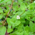 Eco Plant - Micranthemum Umbrosum - InVitro mały kubek