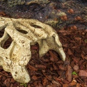 Repti-Zoo Crocodile Skull M - czaszka krokodyla