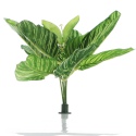 Bello Plant - Zebra Plant - roślina XL do obrazów 3D