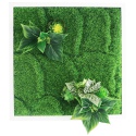 Bello Plant - Chinese Evergreen - roślina XL do obrazów 3D