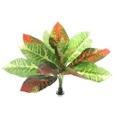 Bello Plant - Flame GreenPlant - roślina XL do obrazów 3D