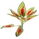 Bello Plant - Devil's Ivy Red - roślina XL do obrazów 3D