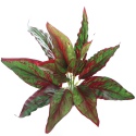 Bello Plant - Calathea Cherry Red - roślina XL do obrazów 3D