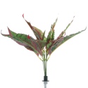 Bello Plant - Calathea Cherry Red - roślina XL do obrazów 3D