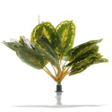Bello Plant - Calathea Multi - roślina XL do obrazów 3D