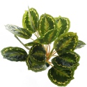 Bello Plant - Calathea Multi - roślina XL do obrazów 3D