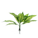 Bello Plant - Zebra White Star - roślina XL do obrazów 3D