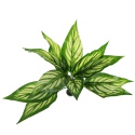 Bello Plant - Zebra White Star - roślina XL do obrazów 3D