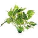 Bello Plant - Fig Tree - roślina L do obrazów 3D