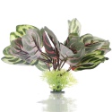 Bello Plant - Chile's Bicolor - roślina M do obrazów 3D