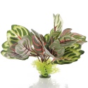 Bello Plant - Chile's Bicolor - roślina M do obrazów 3D