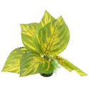 Bello Plant - Birch in Autumn- roślina M do obrazów 3D
