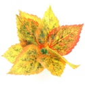 Bello Plant - Golden Polish Autumn Birch- roślina M do obrazów 3D