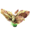 Bello Plant - Plum in November - roślina M do obrazów 3D