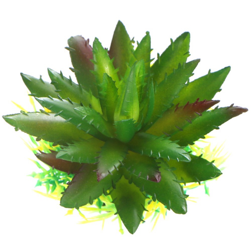 Bello Plant - Spiky Cactus - roślina S do obrazów 3D