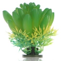 Bello Plant - The Bulb Succulent - roślina S do obrazów 3D