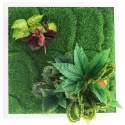 Bello Plant - Plant Mix - zestaw roślin do obrazów 3D