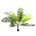 Bello Plant - Fishbone - roślina XL do obrazów 3D
